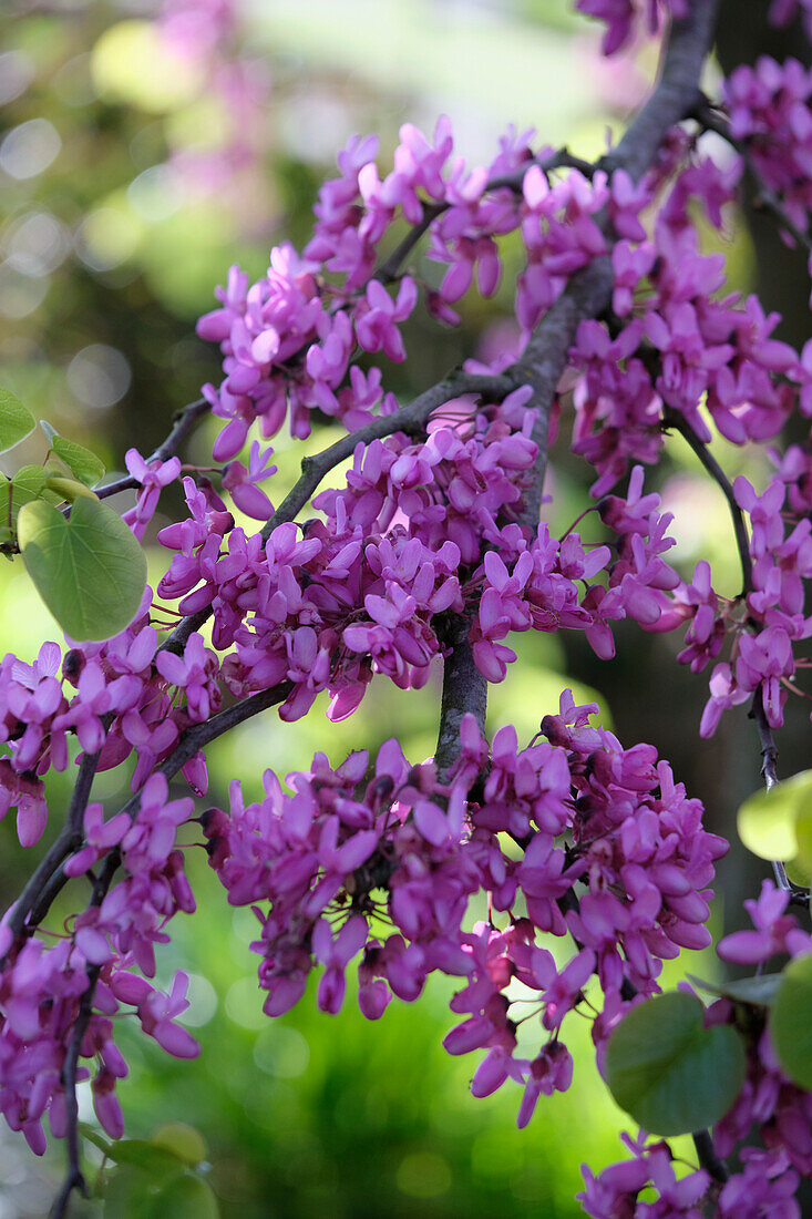 Cercis siliquastrum Bodnant