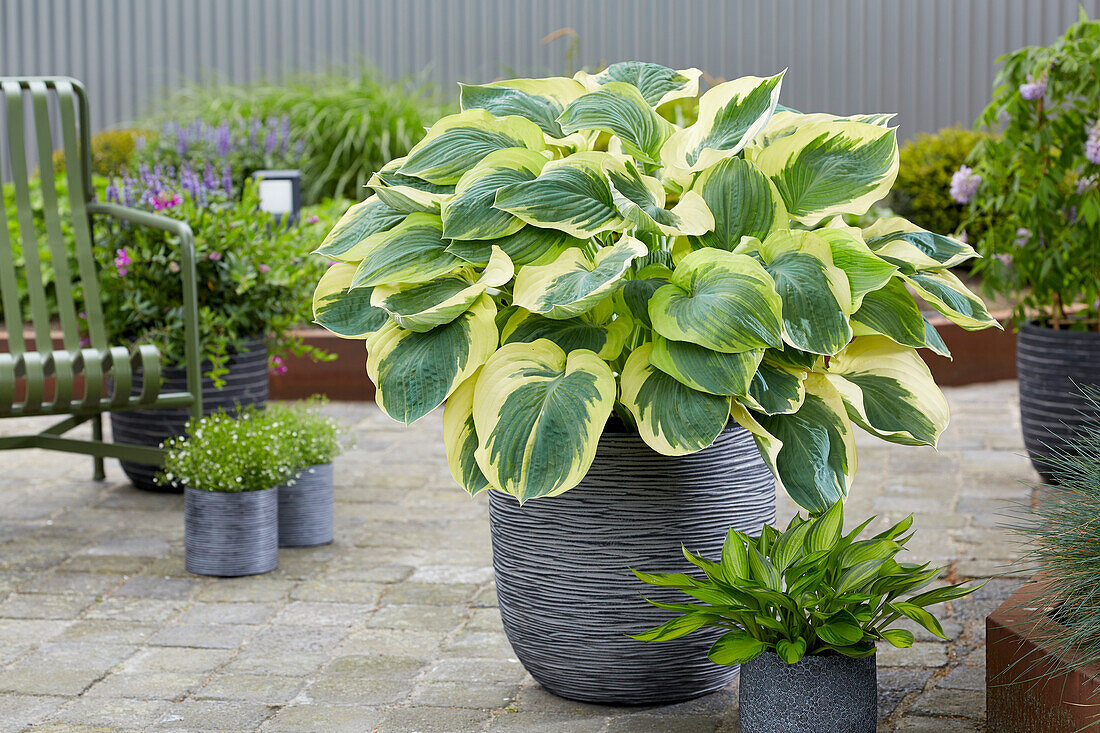 Hosta Orion's Belt