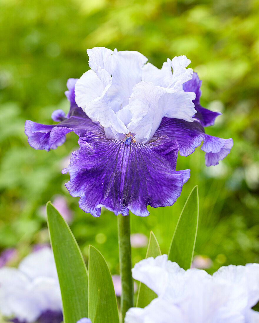 Schwertlilie (Iris)