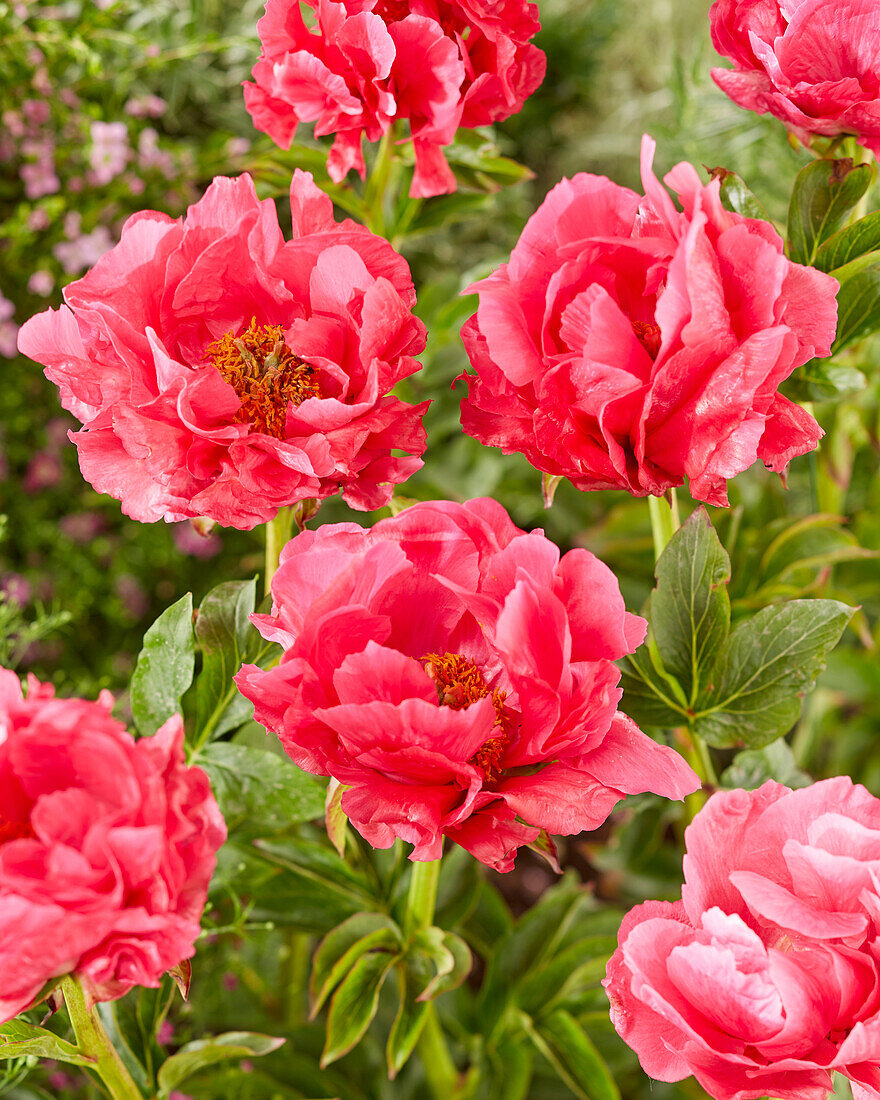 Paeonia Paula Fay