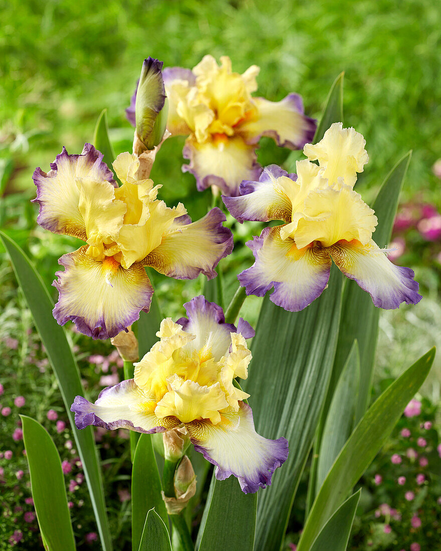 Schwertlilie (Iris)