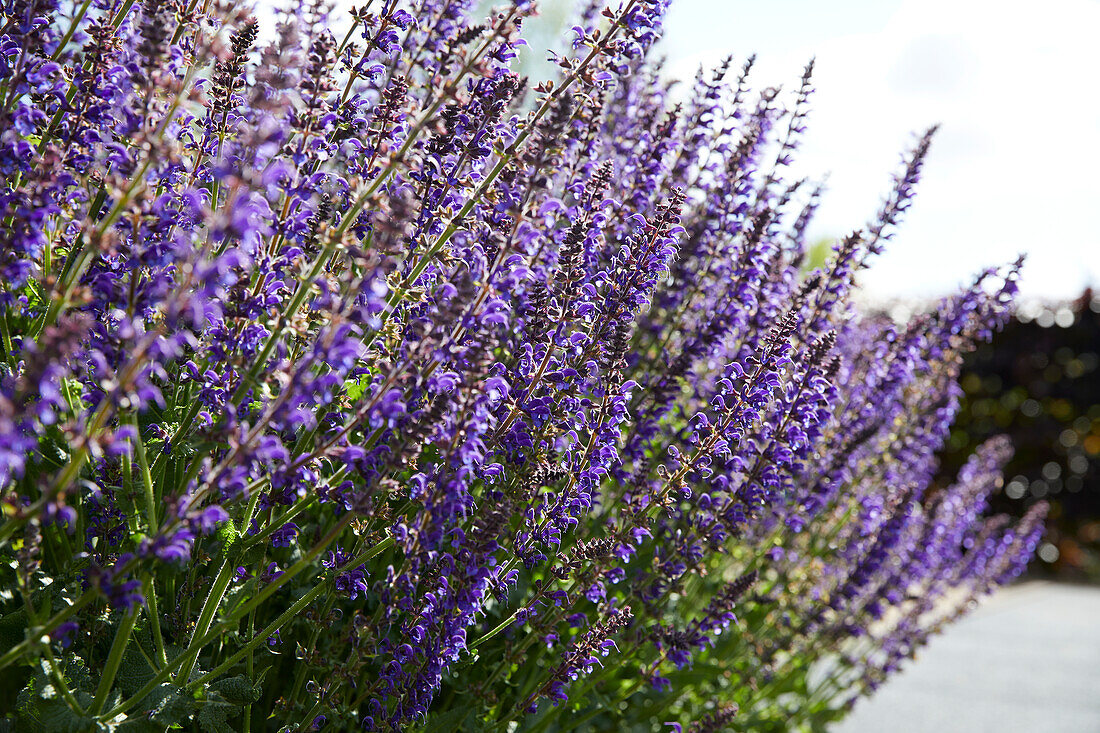 Salvia nemorosa