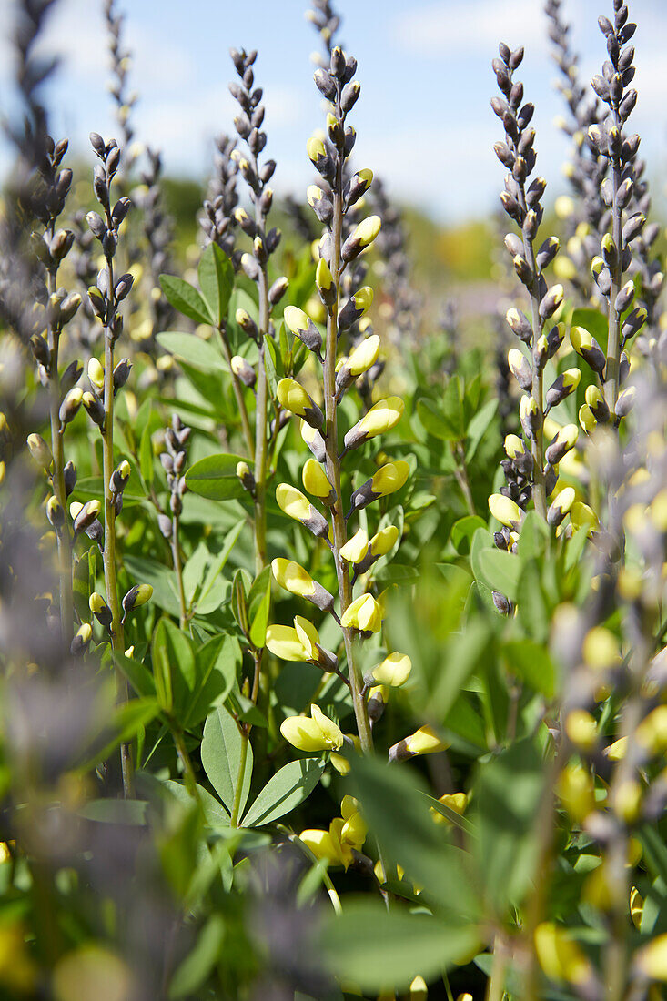 Baptisia Lemon Meringue