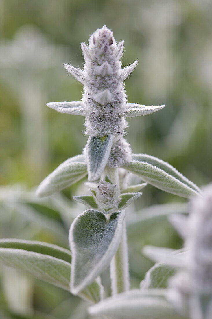 Byzantinischer Wollziest (Stachys byzantina)