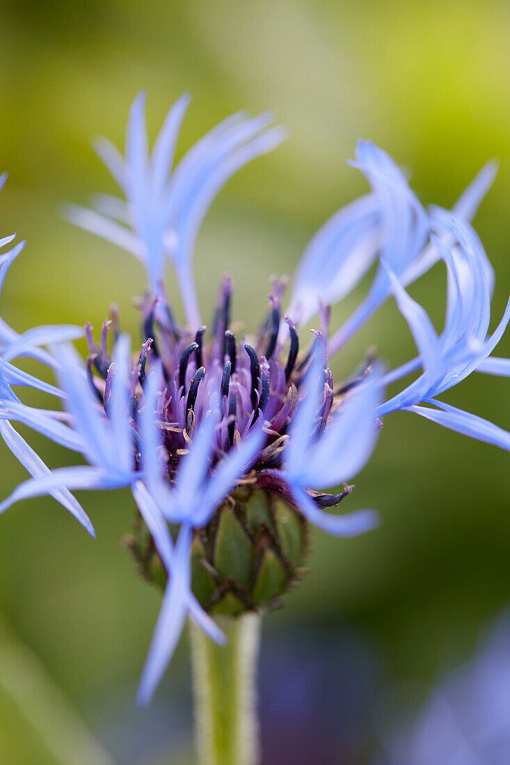 Berg-Flockenblume (Centaurea montana) 'Grandiflora'