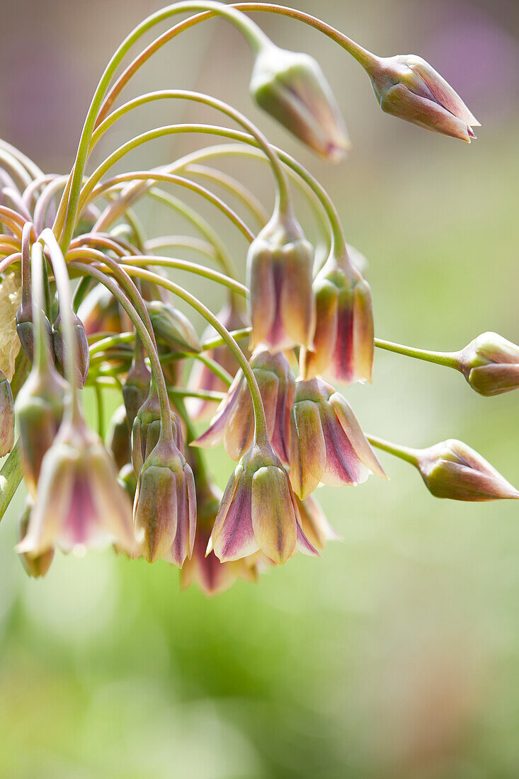 Nectaroscordum siculum subsp. bulgaricum