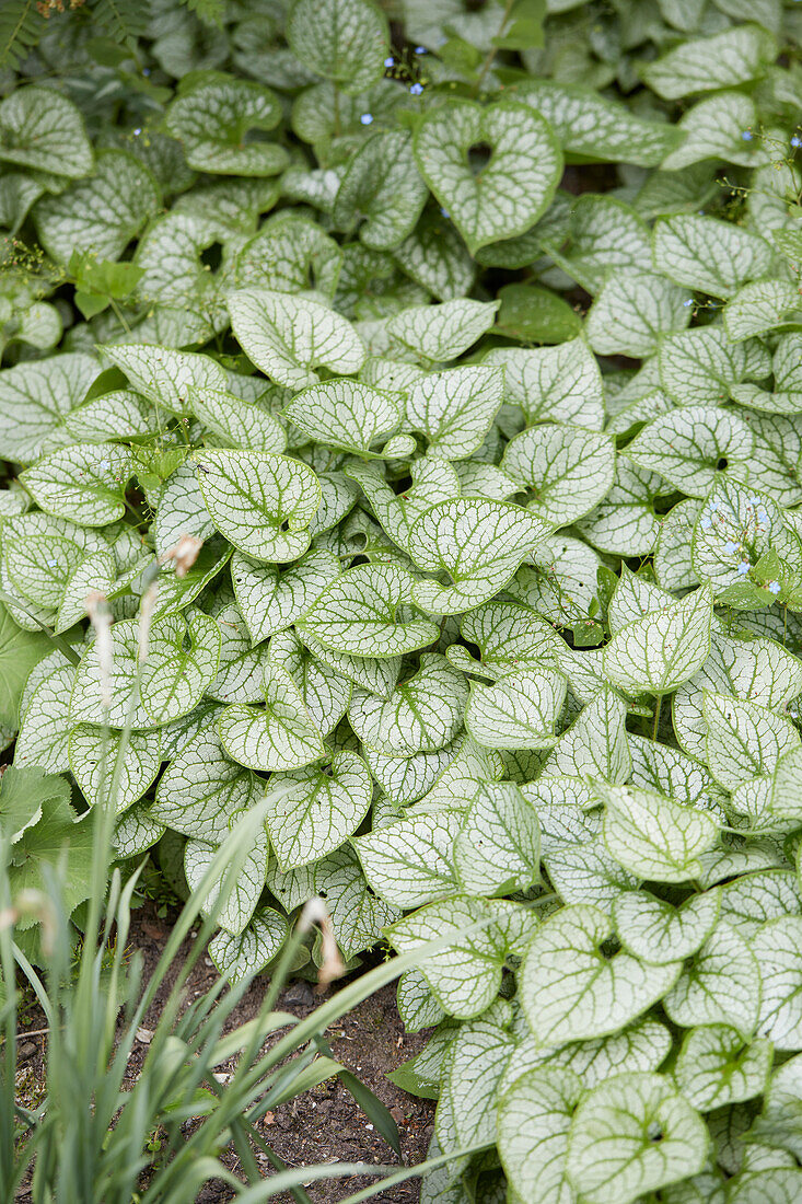 Brunnera macrophylla