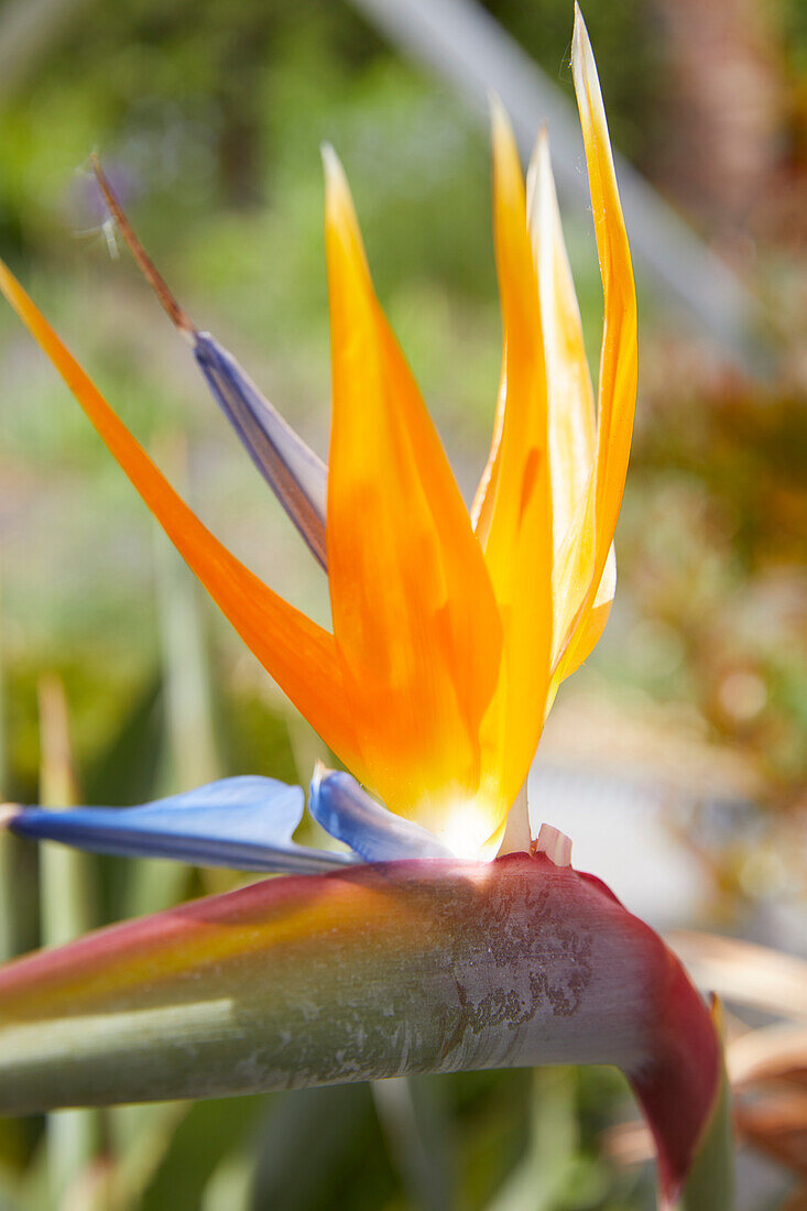 Strelitzia reginae