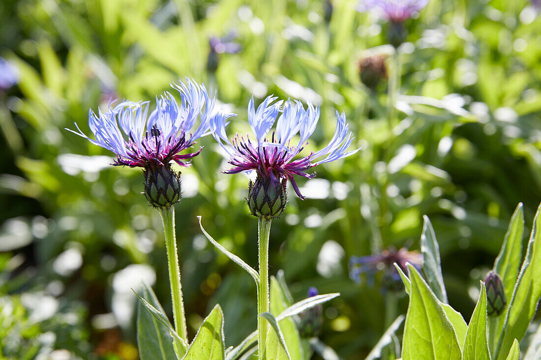 Centaurea montana Grandiflora