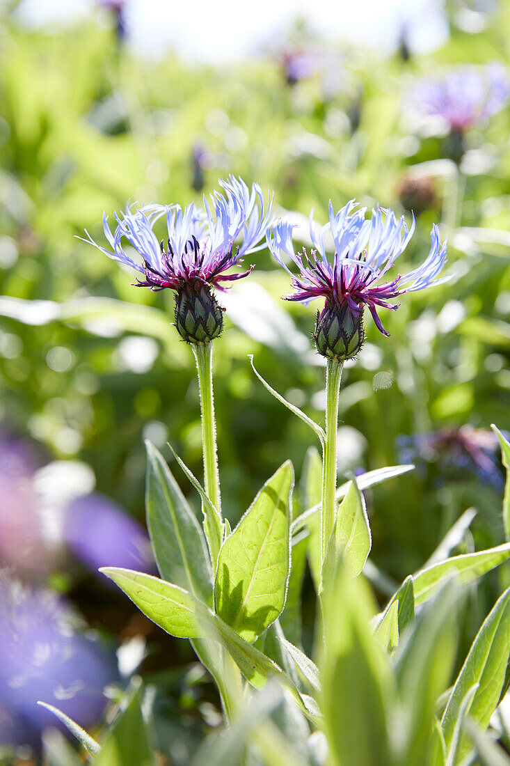 Centaurea montana Grandiflora