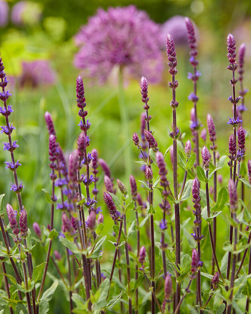 Steppen-Salbei (Salvia nemorosa)