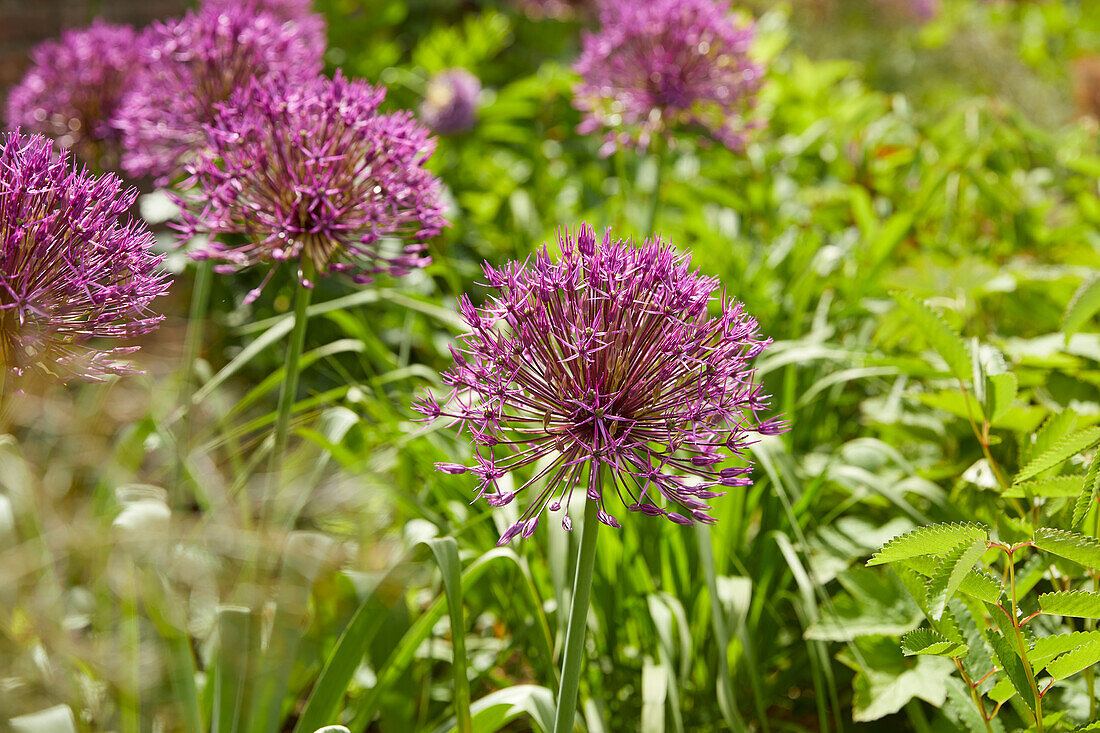 Allium rosenbachianum