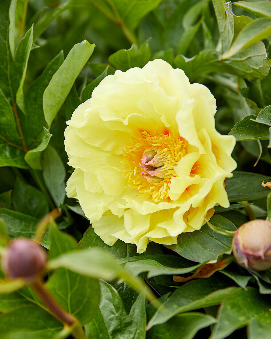 Paeonia Garden Treasure