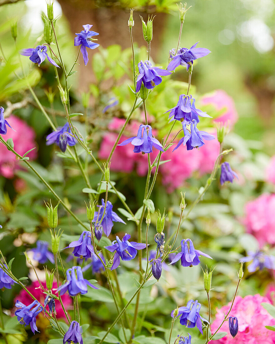 Aquilegia purple