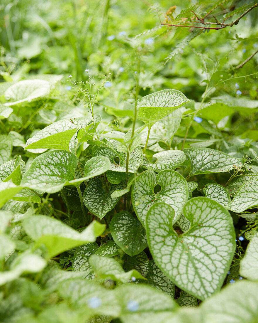 Brunnera macrophylla