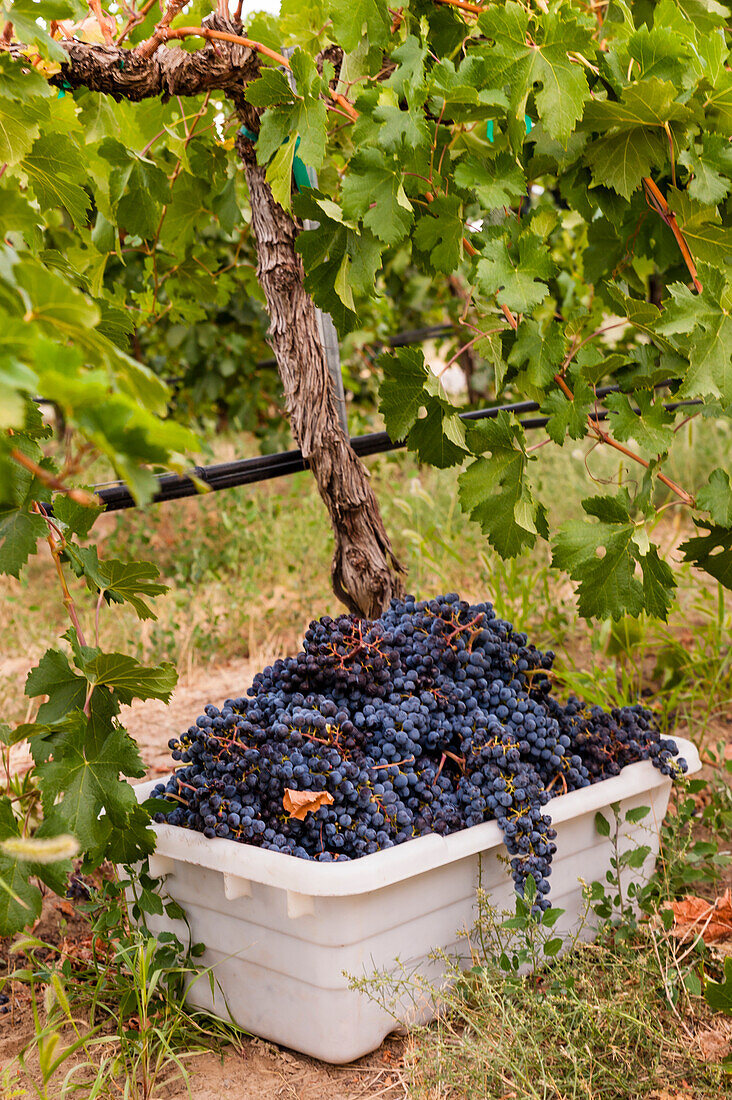 USA, Staat Washington, Pasco. Ein Behälter mit Merlot-Trauben bei der Ernte.