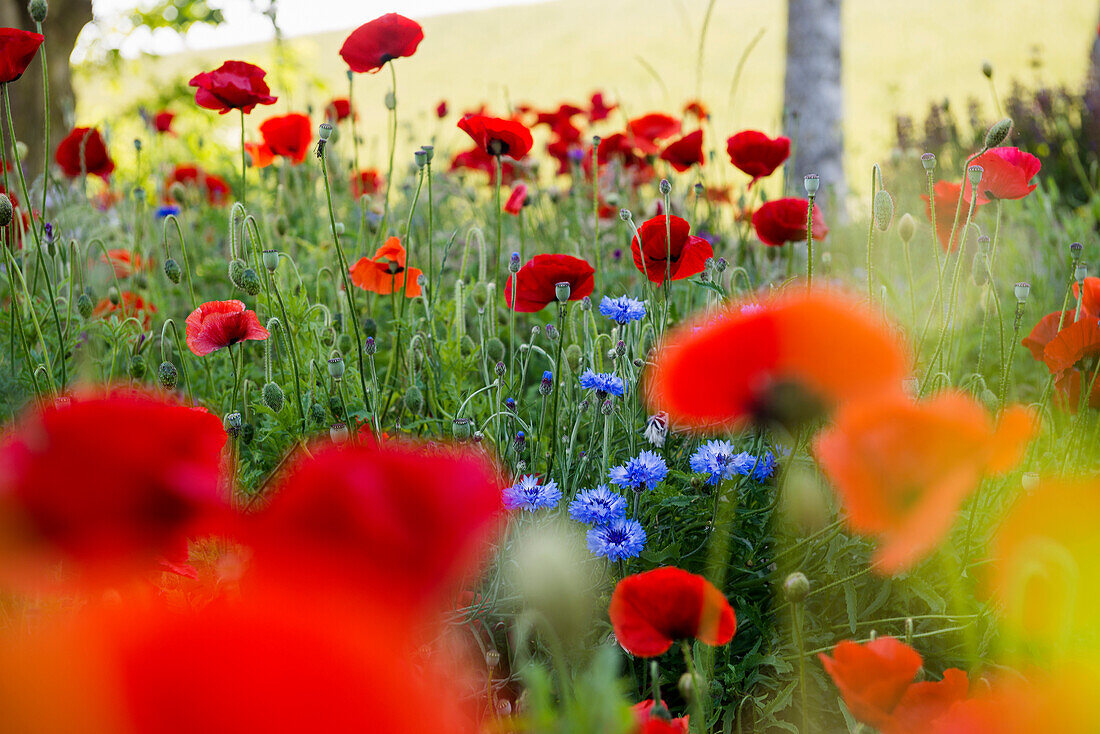 Red poppy, near Greetsiel, East Friesland, Lower Saxony, Germany