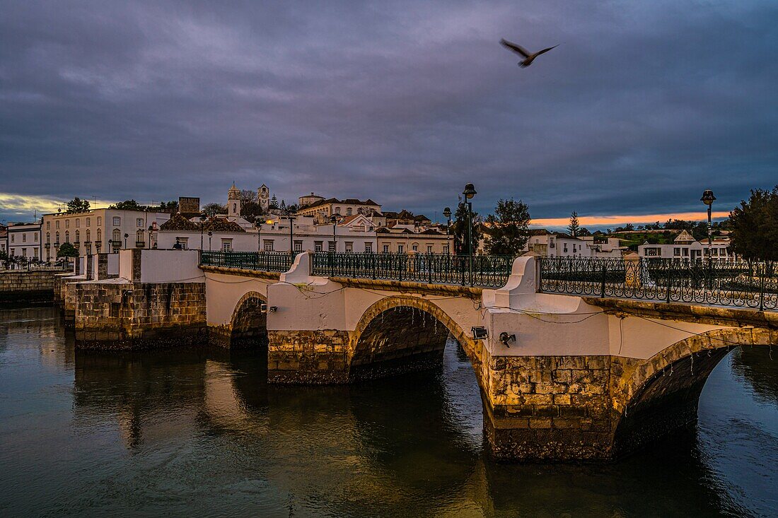 Fliegende Möwe im Morgenlicht über der Ponte Romana, Tavira, Algarve, Portugal