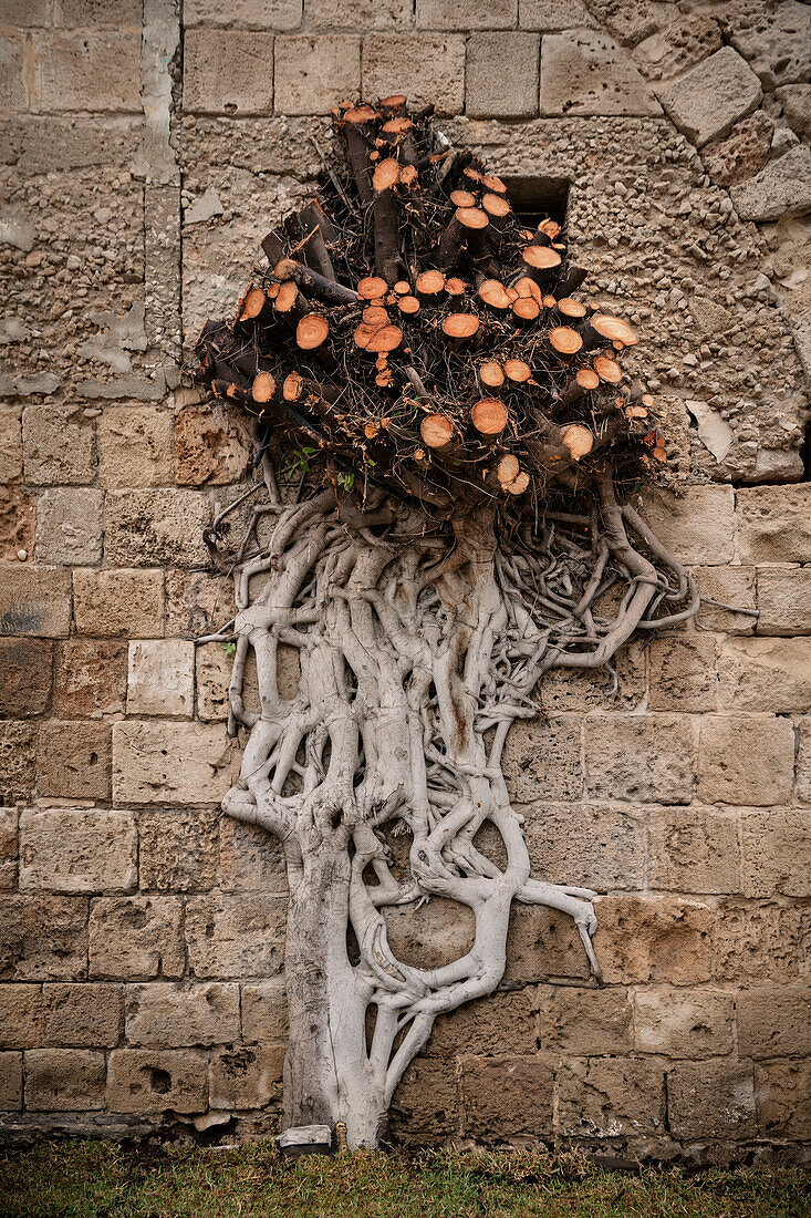 abgesägter Baum an Festigungswall von Akkon (auch Akko), Israel, Mittlerer Osten, Asien