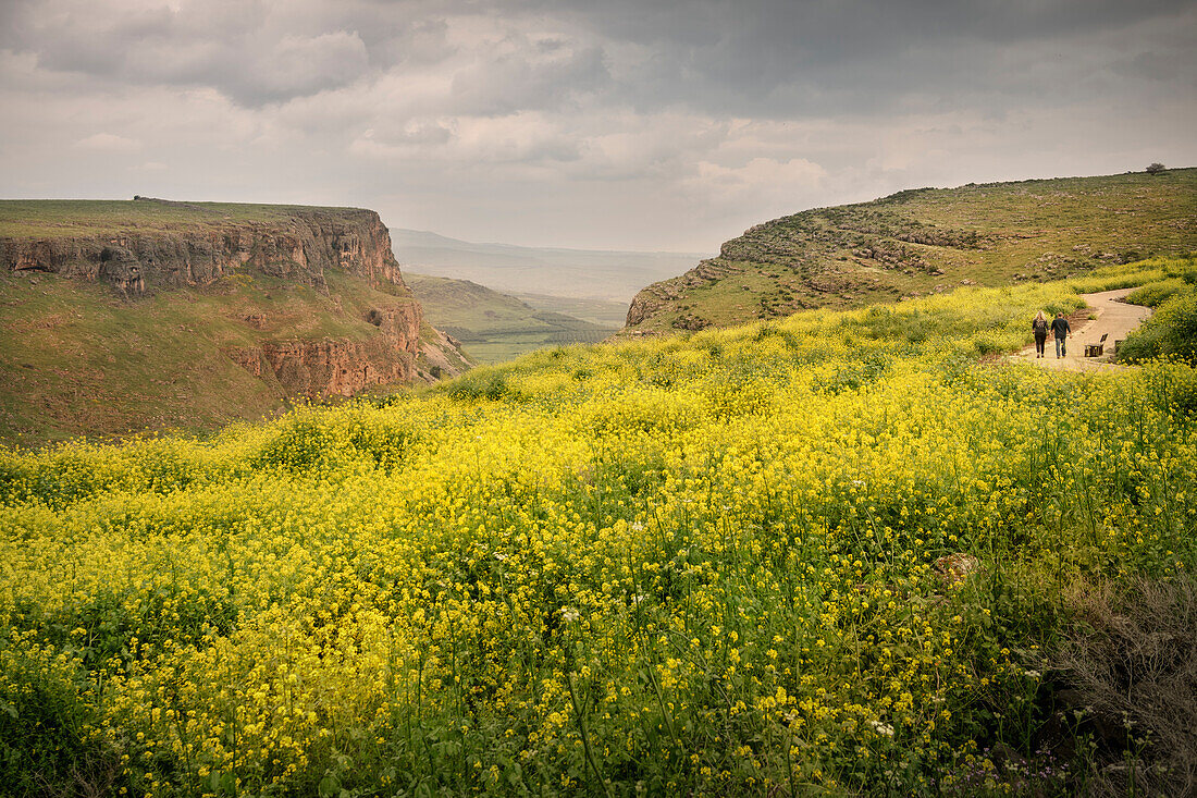 Rocky and green landscape at the Sea of Galilee, Israel, Middle East, Asia