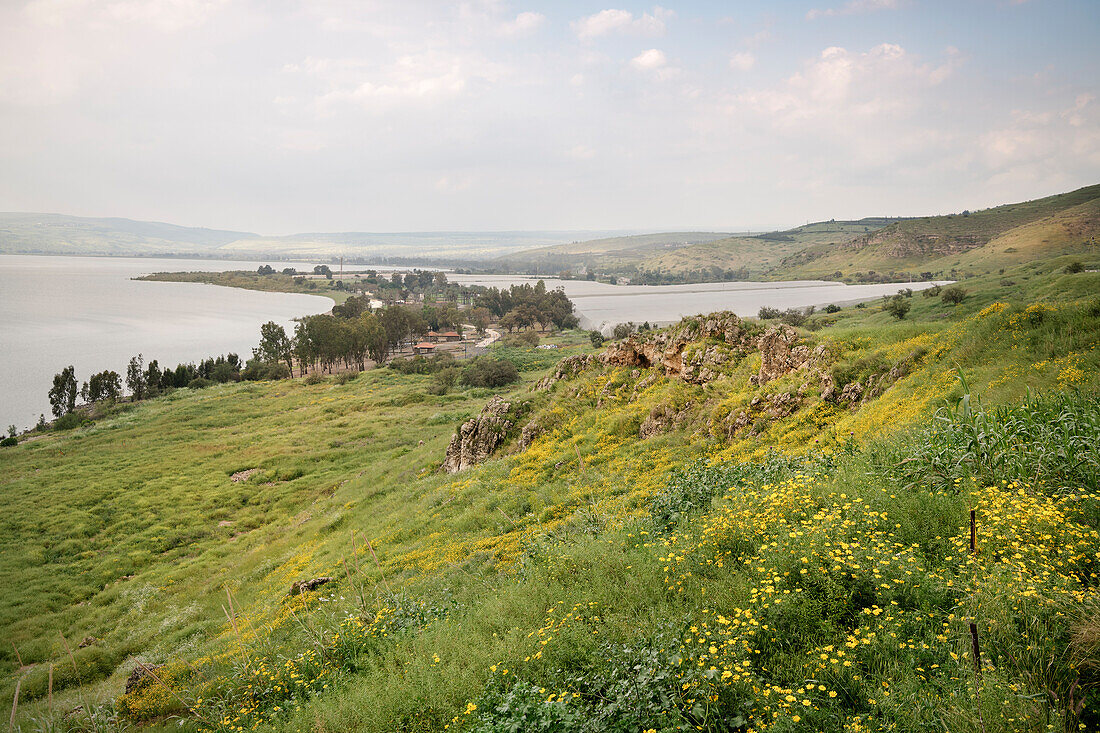 Flowering landscape with lush meadows at the Sea of Galilee, Israel, Middle East, Asia