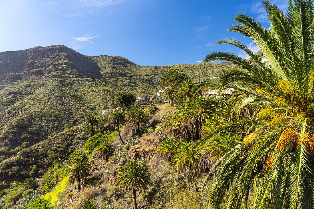 Canary palm trees in the Masca Gorge in the Teno Mountains, Masca, Tenerife, Canary Islands, Spain