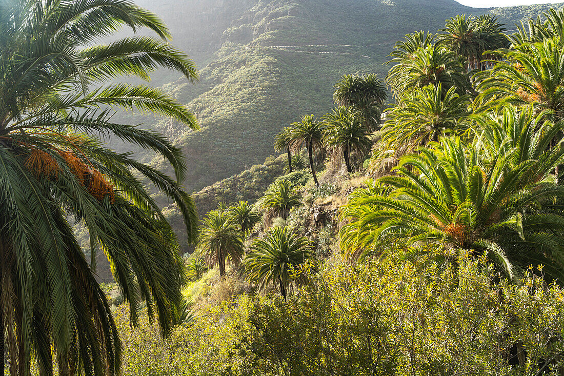 Canary palm trees in the Masca Gorge in the Teno Mountains, Masca, Tenerife, Canary Islands, Spain