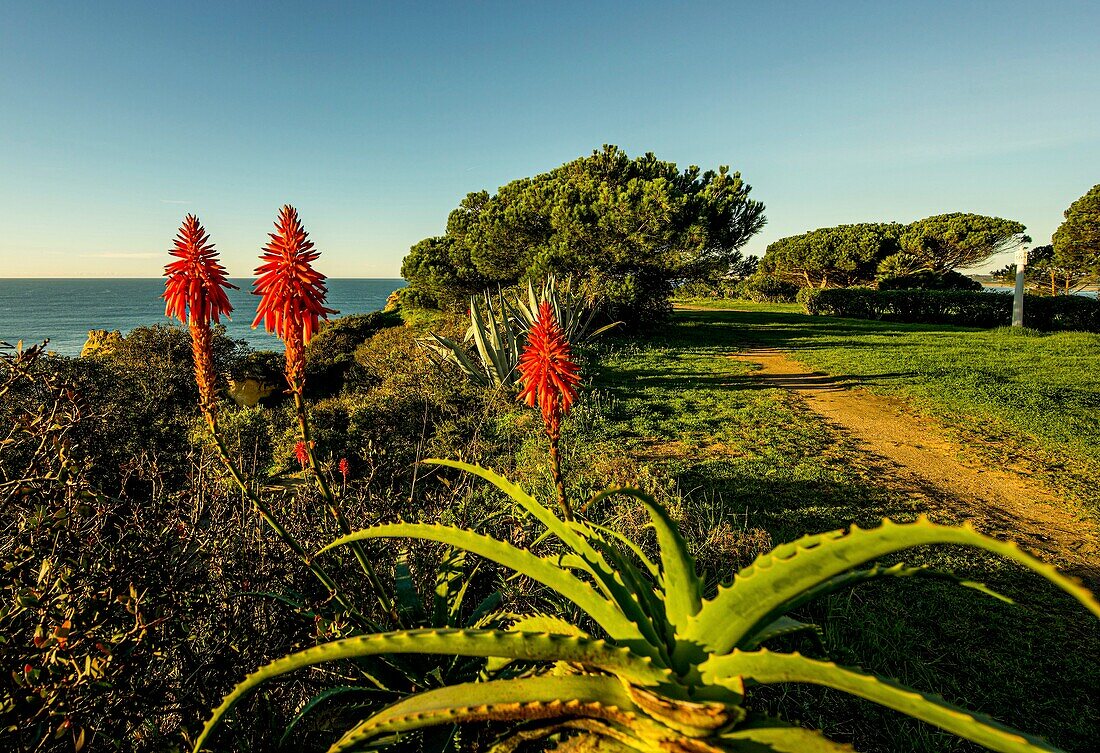 Wild plants on the elevated path above Praia dos três Irmaos, Alvor, Algarve, Portugal