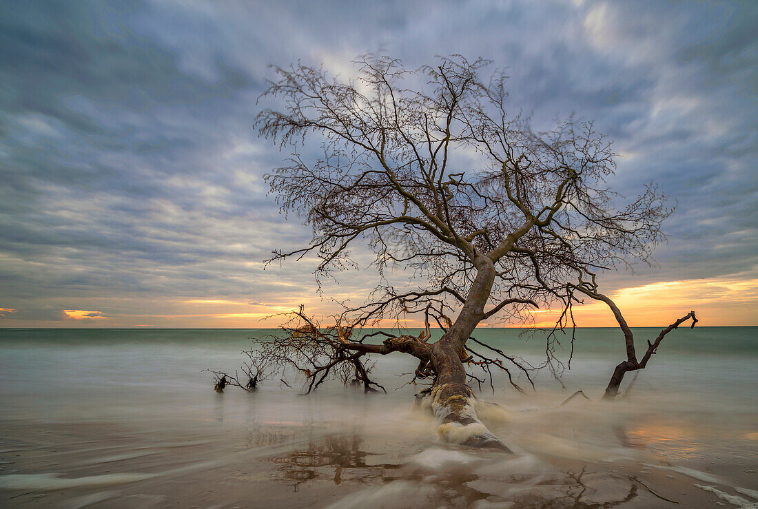 Umgestürzter Baum am Weststrand Darß, Mecklenburg-Vorpommern, Deutschland.