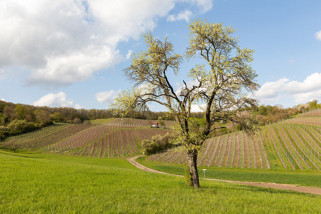 Frühling im Vogelsang, Markt Einersheim, Kitzingen, Unterfranken, Franken, Bayern, Deutschland, Europa