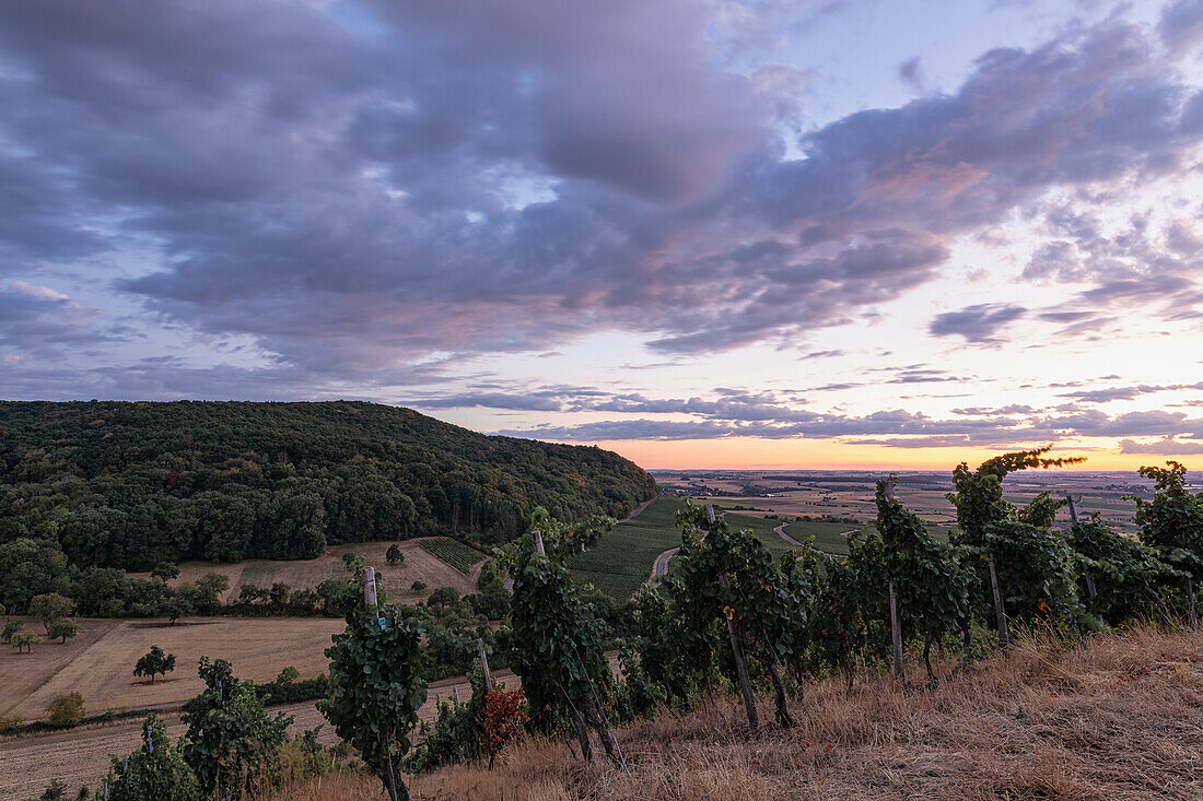 Colorful sky over the vineyards, Hüttenheim, Iphofen, Kitzingen, Lower Franconia, Franconia, Bavaria, Germany, Europe