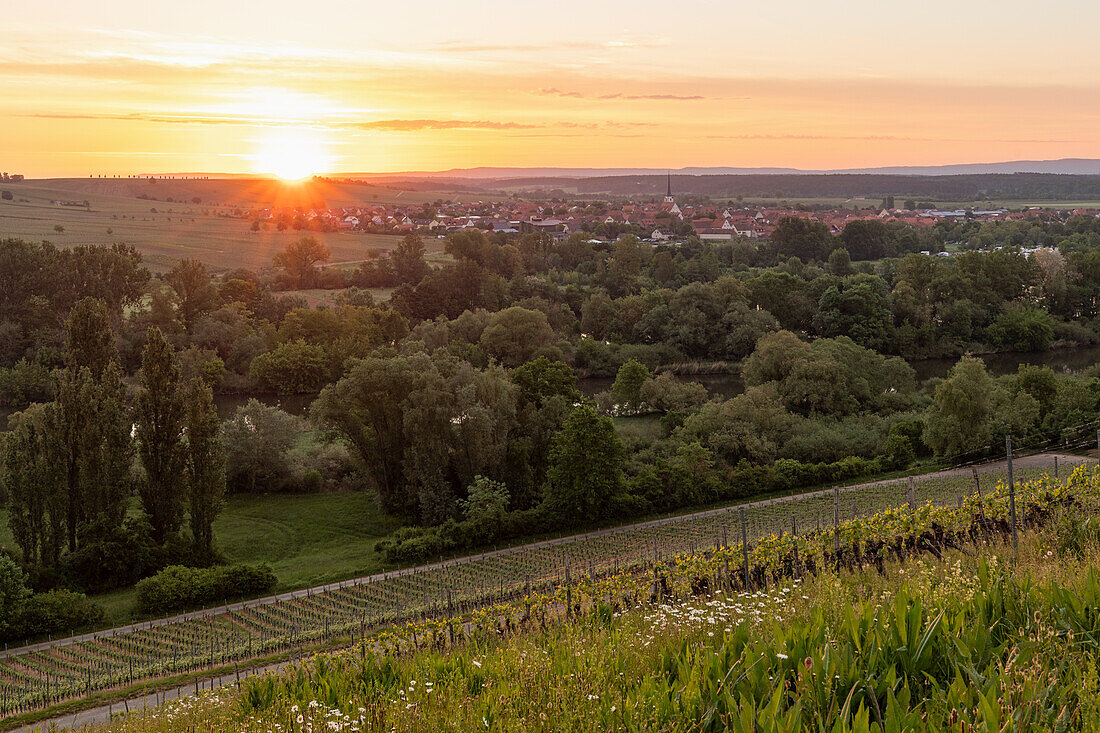 Sonnenaufgang an der Mainschleife, Sommerach, Kitzingen, Unterfranken, Franken, Bayern, Deutschland, Europa