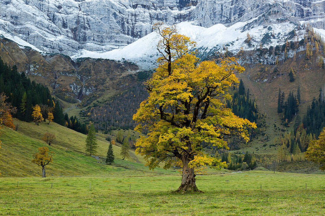 Sycamore maple (Acer pseudoplatanus), Großer Ahornboden, Karwendel, Tyrol, Austria