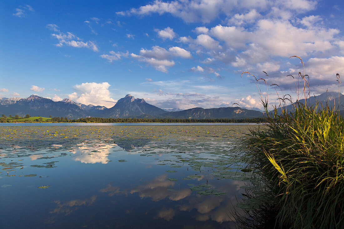 Blick über den Hopfensee auf Schloss Neuschwanstein, mit Tegelberg und Säuling, Allgäu, Bayern, Deutschland