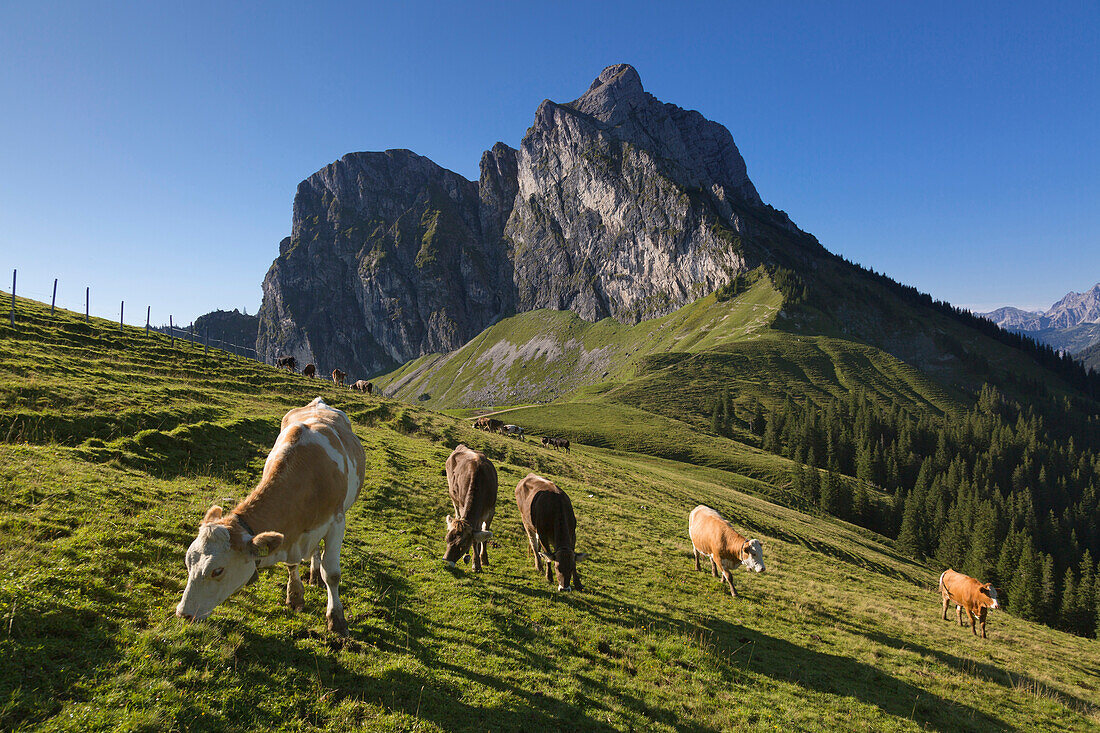 Kühe auf der Weide vor dem Aggenstein, Tannheimer Berge, Allgäu, Bayern, Deutschland