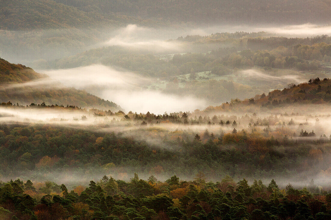 Early fog, Palatinate Forest, Palatinate, Rhineland-Palatinate, Germany