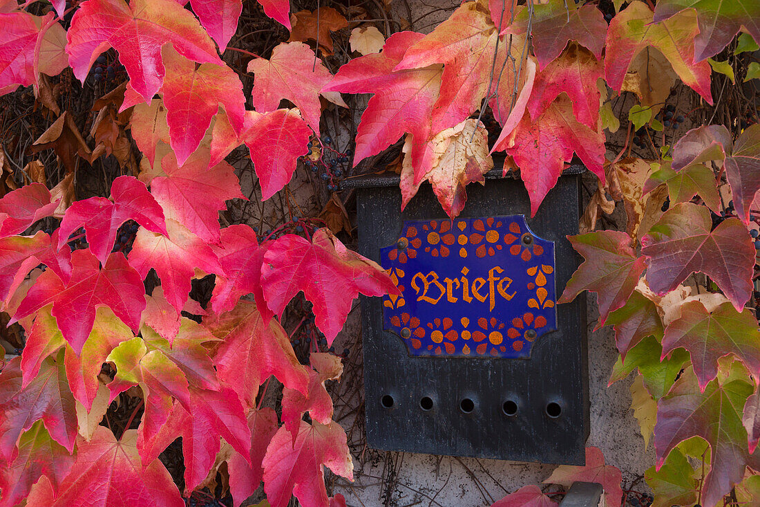 Post box with vine leaves, Palatinate Forest, Palatinate, Rhineland-Palatinate, Germany