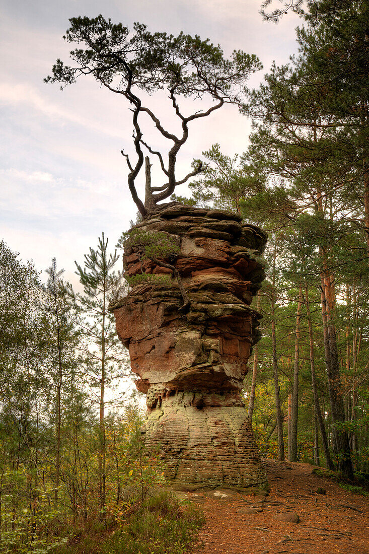 Kiefer auf einerm Sandsteinfelsen, Dahner Felsenland, Pfälzer Wald, Pfalz, Rheinland-Pfalz, Deutschland