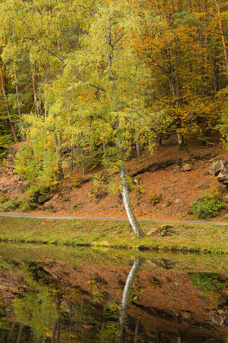 Birch at Spießweiher, near Eppenbrunn, Palatinate Forest, Palatinate, Rhineland-Palatinate, Germany