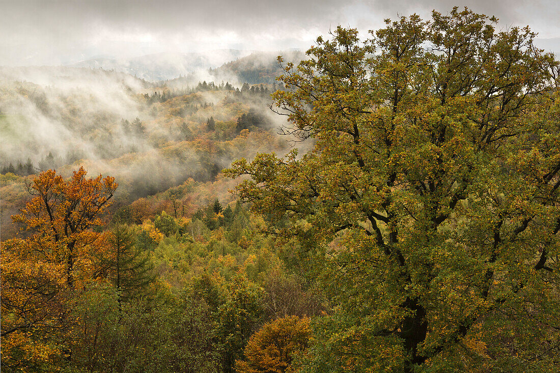 Herbstwald, Pfälzer Wald, Pfalz, Rheinland-Pfalz, Deutschland