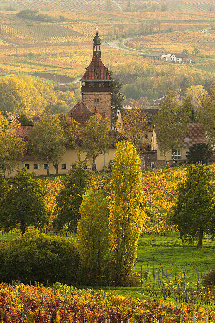 Winery Geilweiler Hof, near Siebeldingen, German Wine Route, Palatinate Forest, Palatinate, Rhineland-Palatinate, Germany