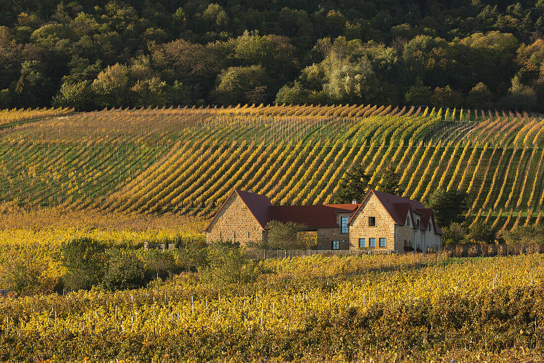 Weingut in den Weinbergen, Deutsche Weinstraße, Pfälzer Wald, Pfalz, Rheinland-Pfalz, Deutschland