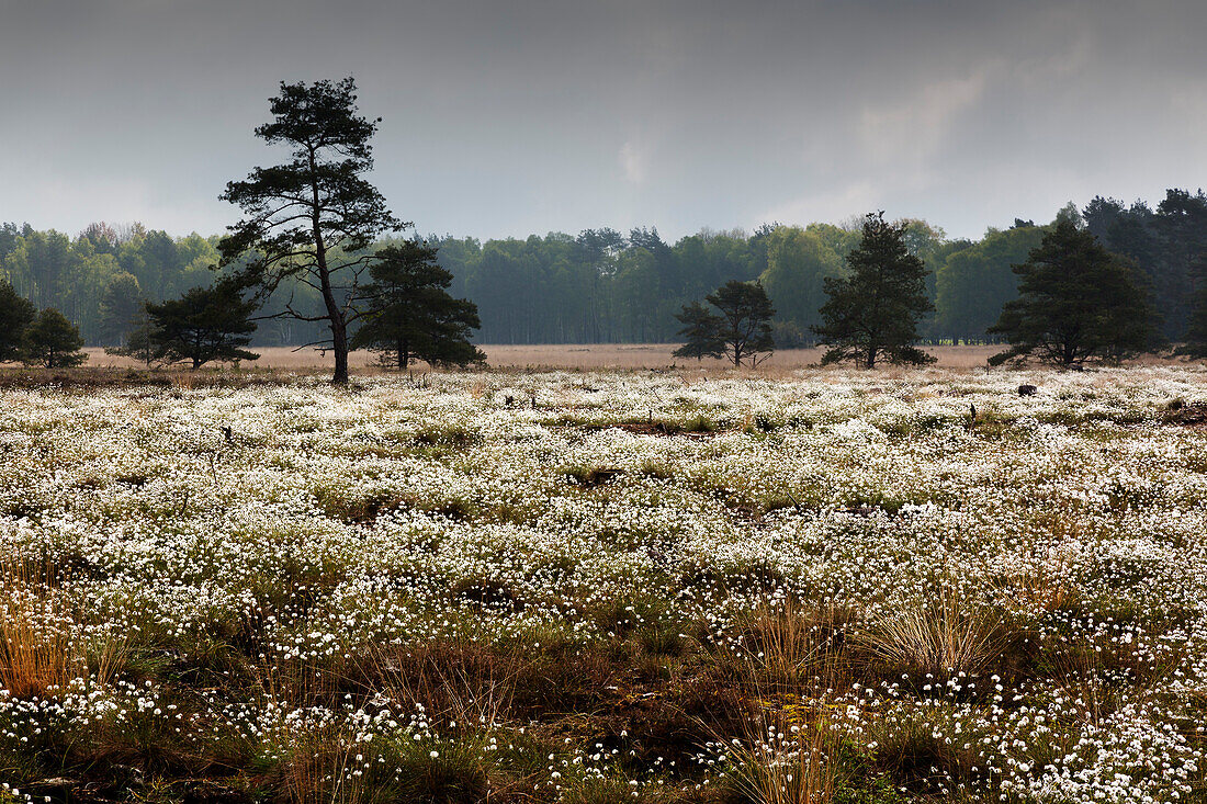 Moorland, Lower Saxony, Germany