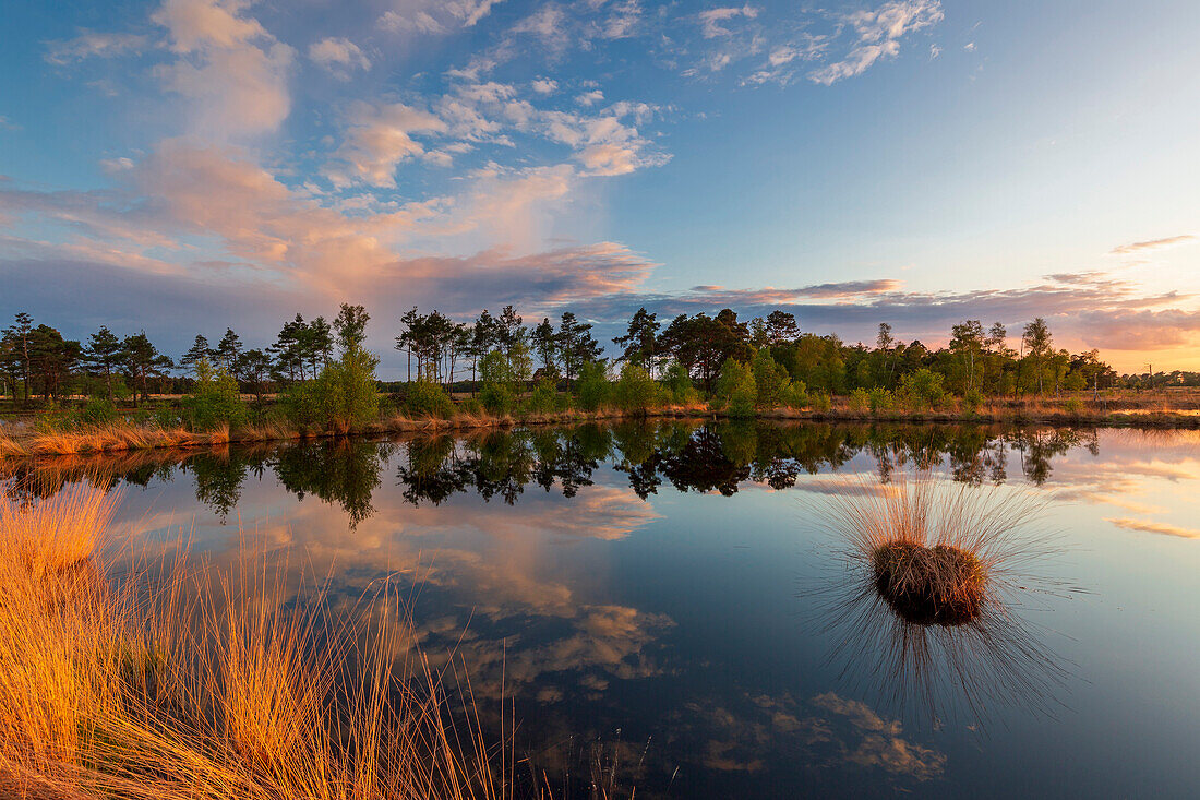 Moorland, Lower Saxony, Germany