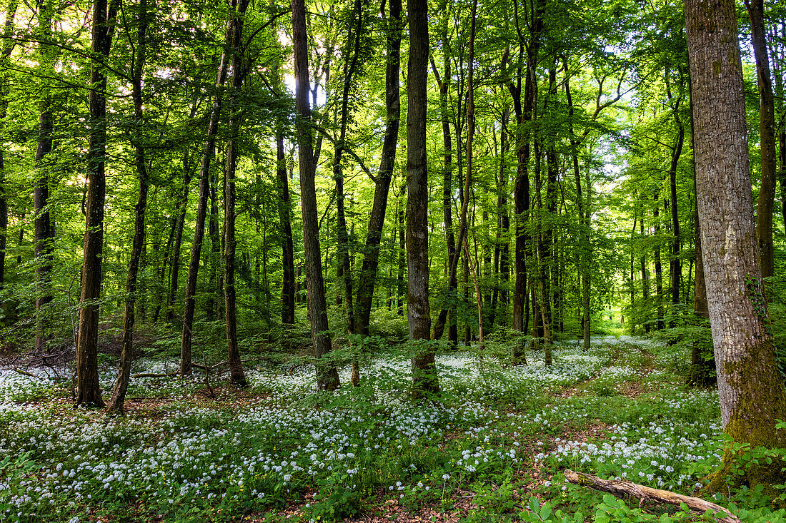 Wild garlic forest, Saarland, Germany
