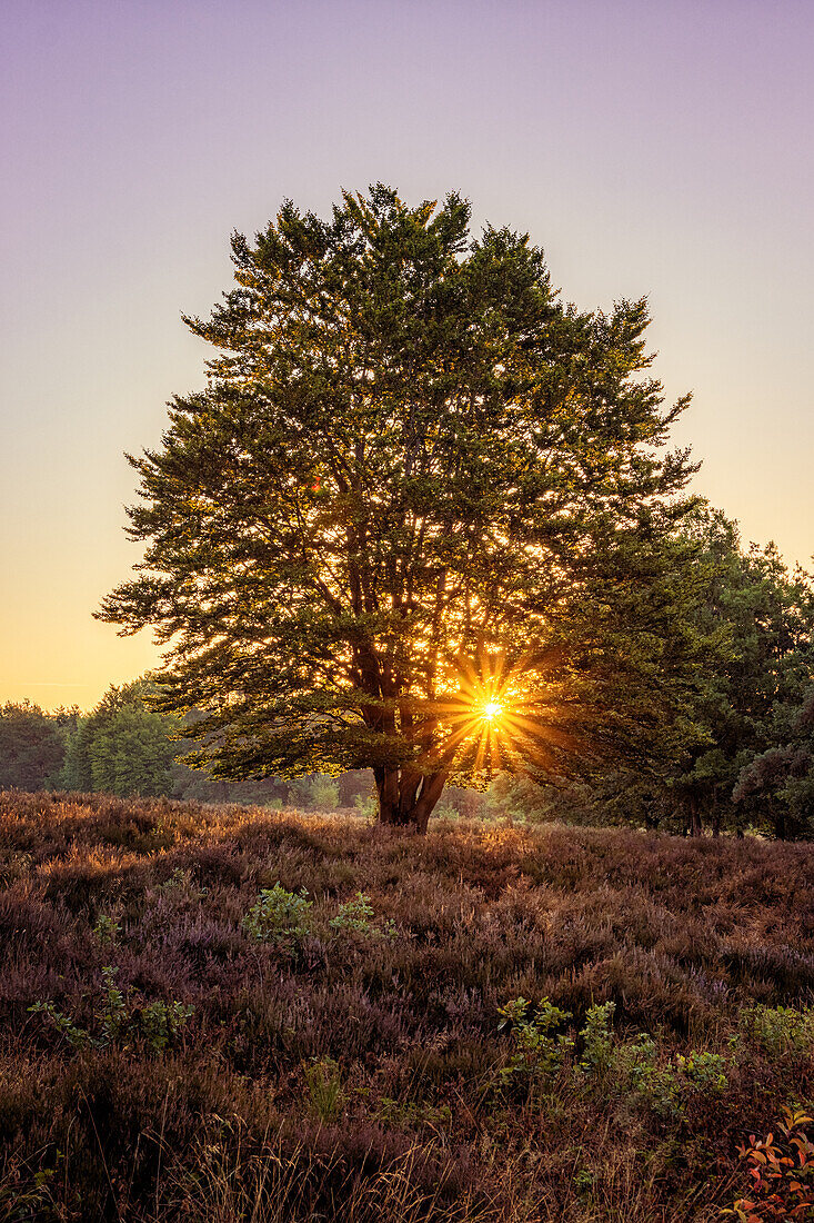 Heather blossom in the Mehlinger Heide, Rhineland-Palatinate, Germany