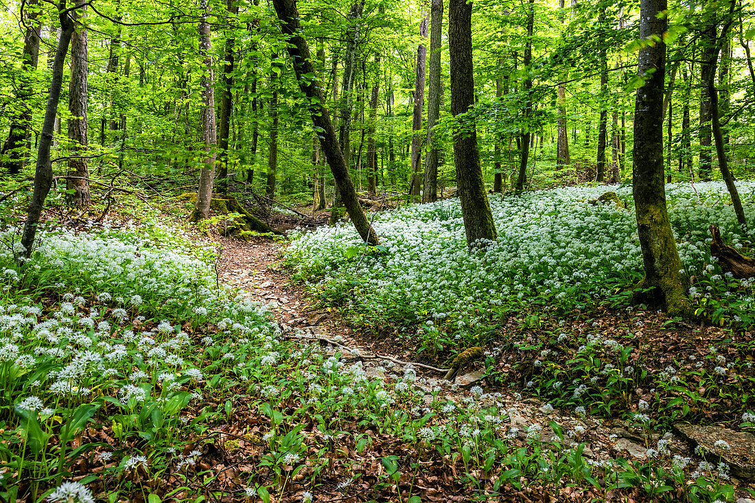 Wild garlic forest, Saarland, Germany