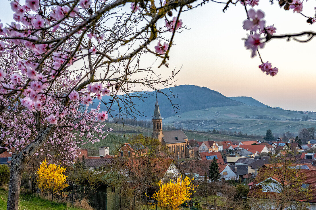 Mandelblüte in Birkweiler, Rheinland-Pfalz, Deutschland