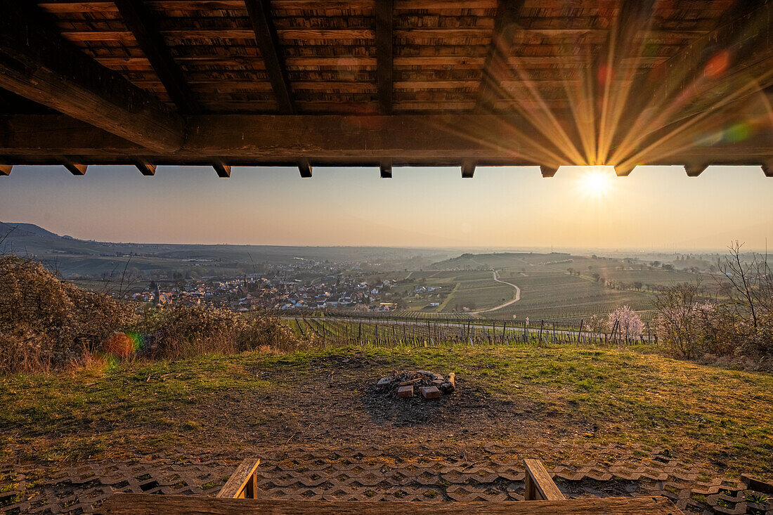 Almond blossom in Birkweiler, Rhineland-Palatinate, Germany