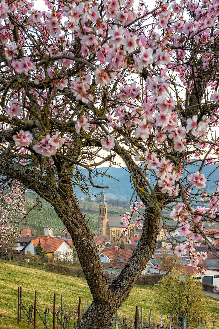 Almond blossom in Birkweiler, Rhineland-Palatinate, Germany